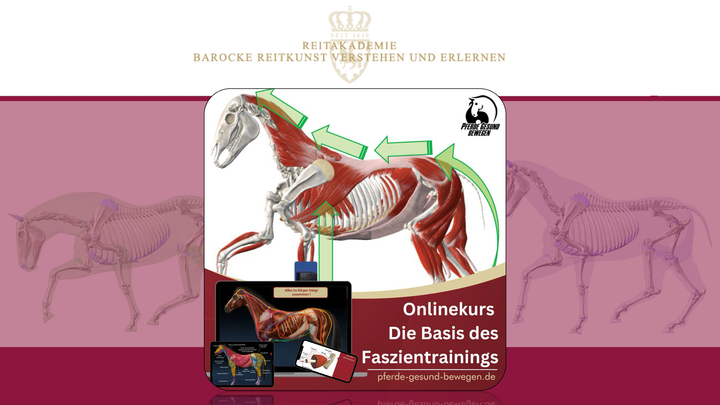 Onlinekurs – Die Basis des Faszientrainings