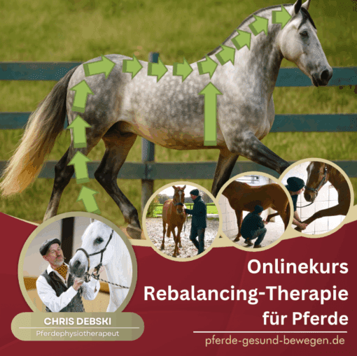 Onlinekurs Rebalancing-Therapie für Pferde