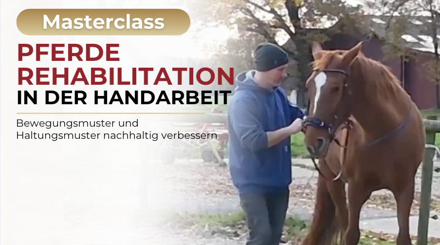 Masterclass Pferde Rehabilitation in der Handarbeit